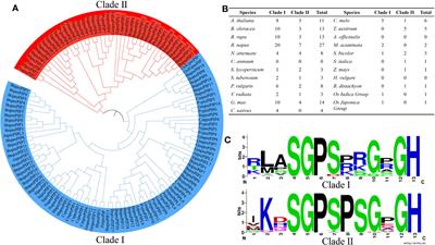 Structure and functional divergence of PIP peptide family revealed by functional studies on PIP1 and PIP2 in Arabidopsis thaliana